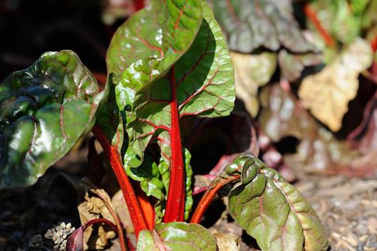 close-up of chard leaves and stems